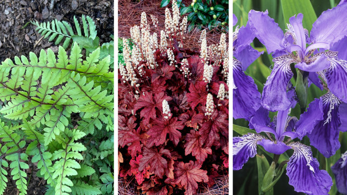 colorful plants for shade