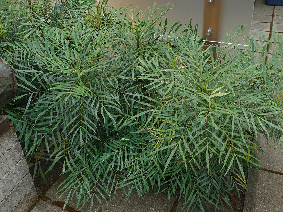 Soft Caress mahonia