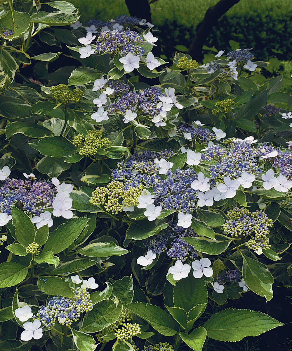 Mariesii Variegata Lacecap Hydrangea