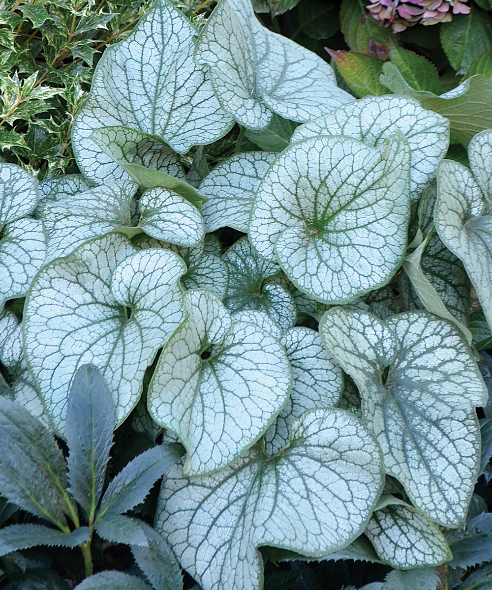 Alexanders Great Brunnera