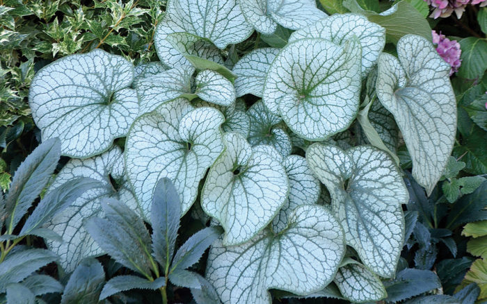 Alexanders Great Brunnera