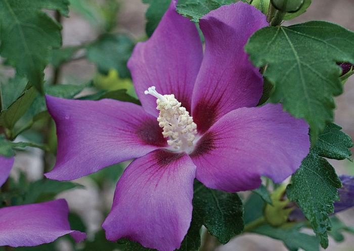 Purple Pillar Rose of Sharon