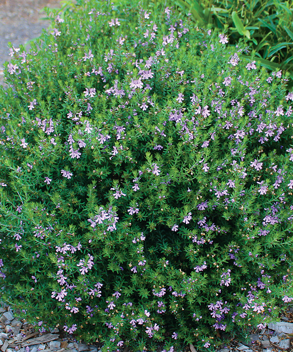 Blue Gem Coast Rosemary