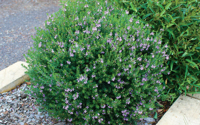 Blue Gem Coast Rosemary