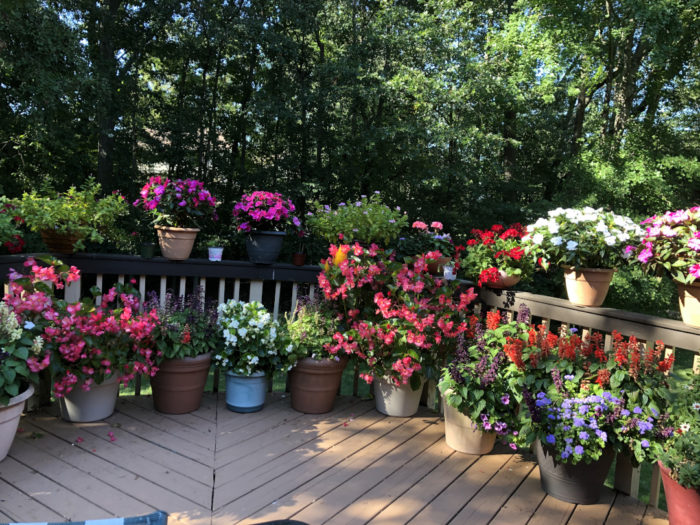 Pots of colorful flowers on a deck