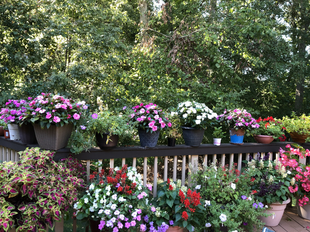 Pots of colorful flowers on a deck