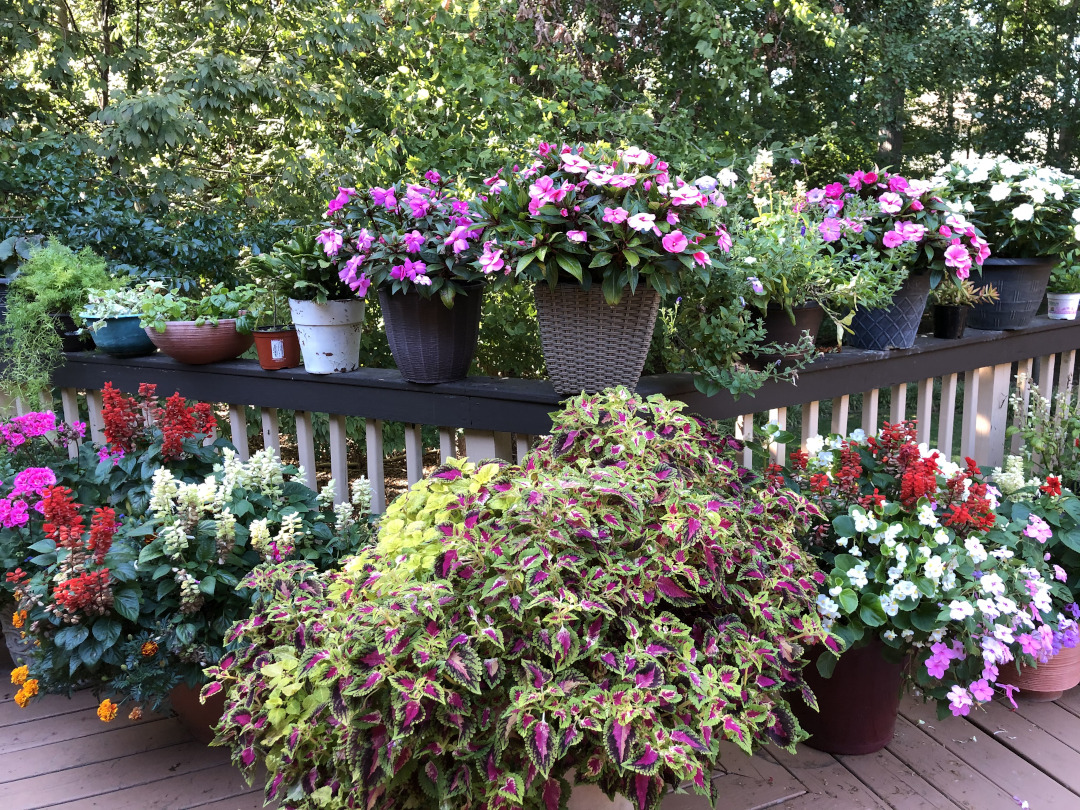 Pots of colorful flowers on a deck