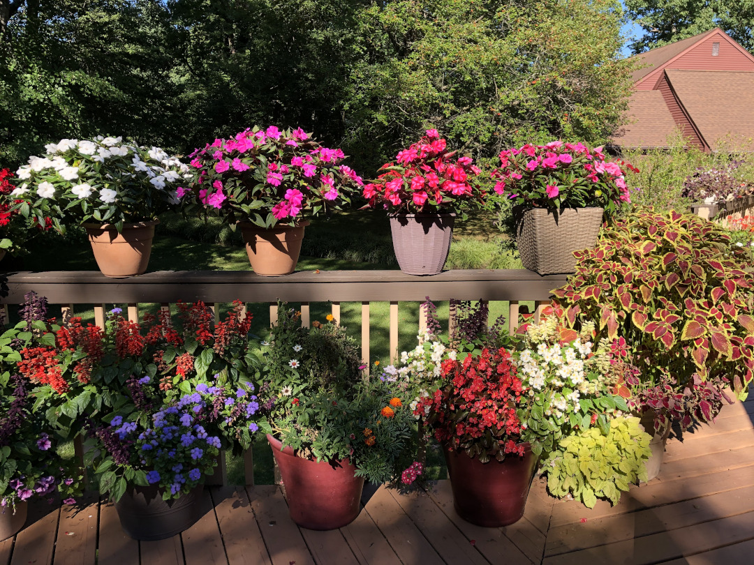 Pots of colorful flowers on a deck