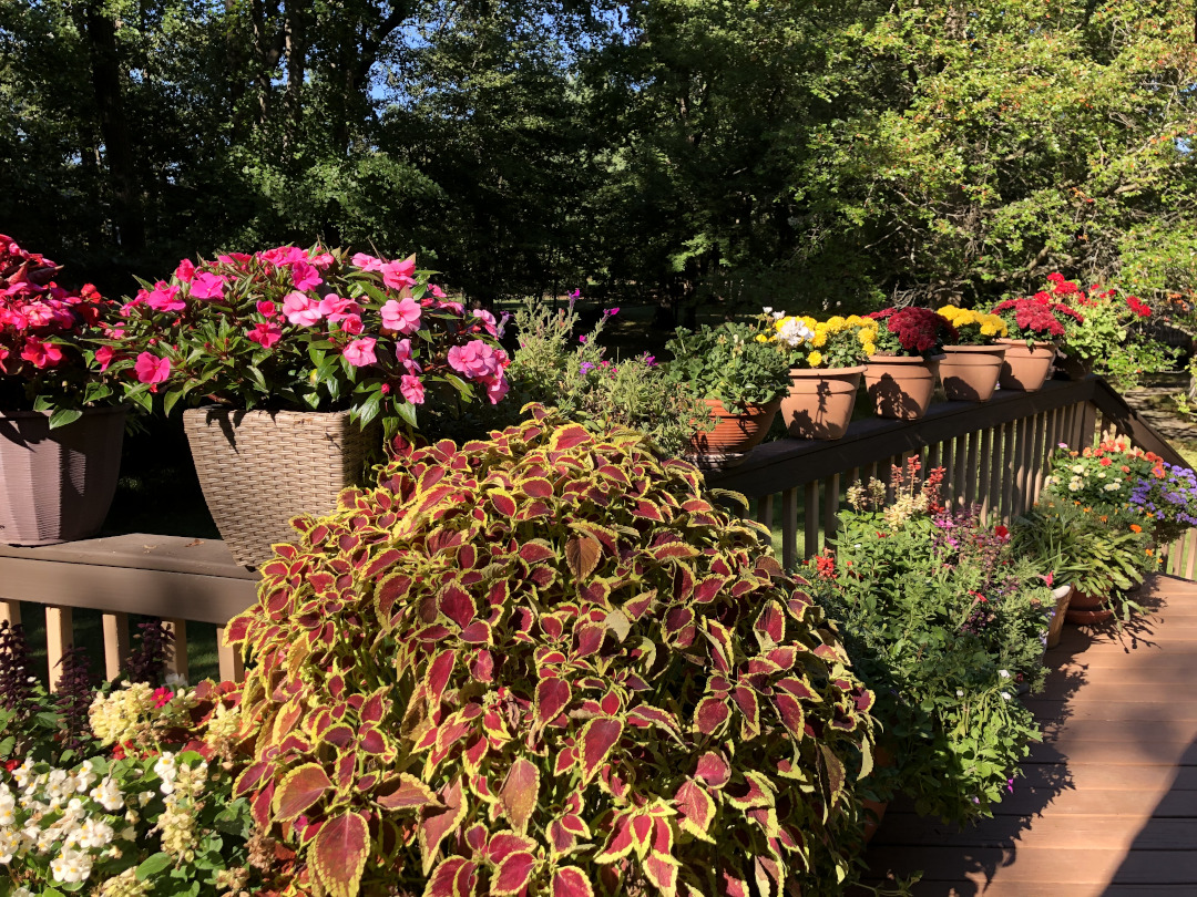 coleus in a container