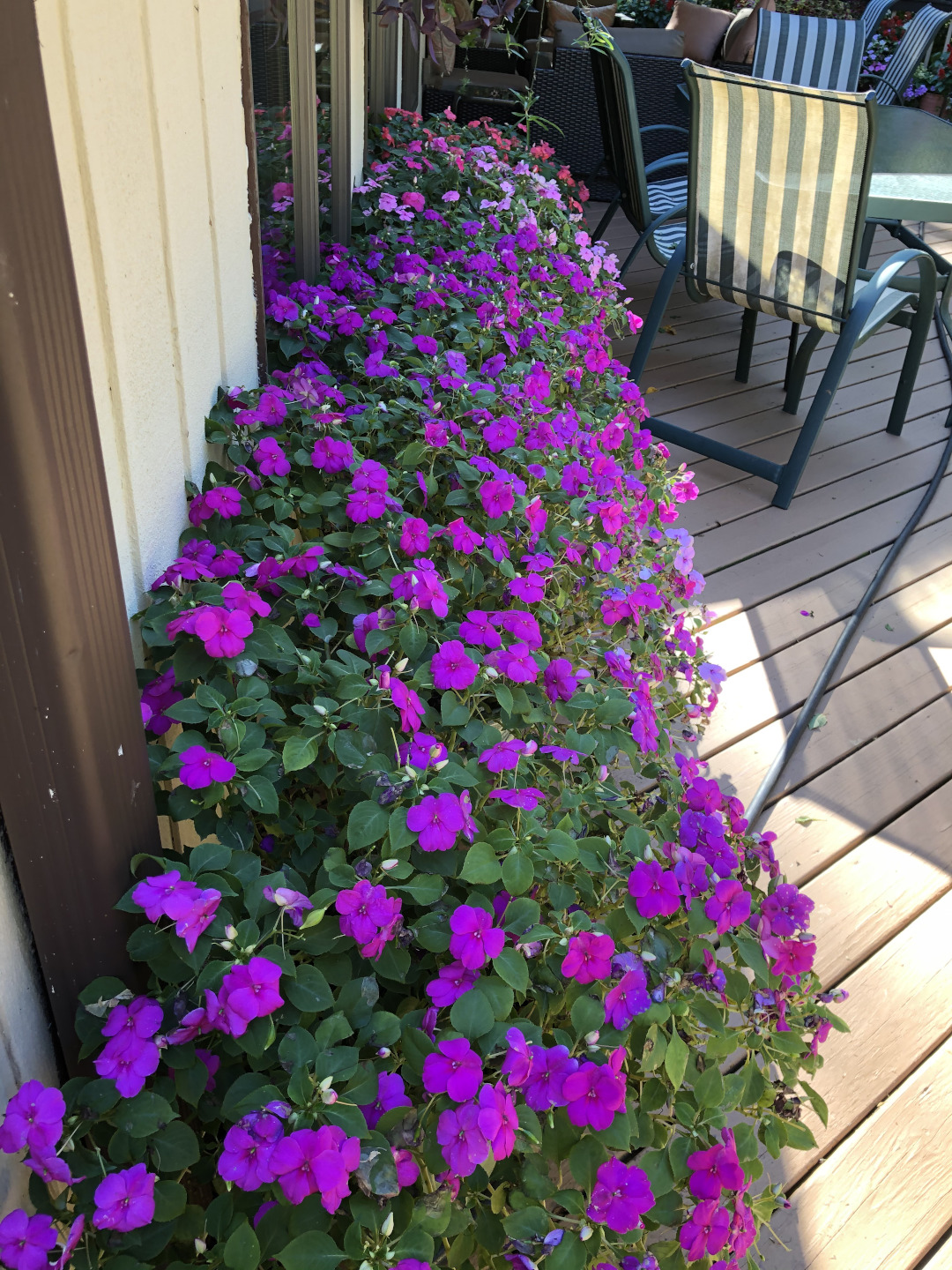 Impatiens walleriana in flower in a planter