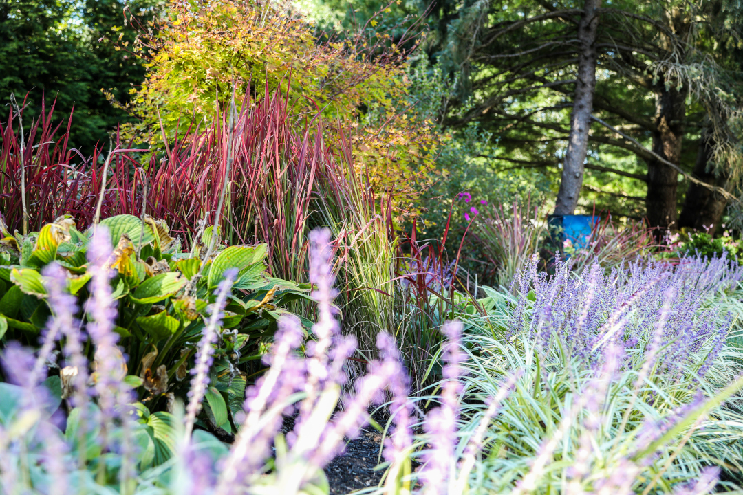 Perennials in a garden