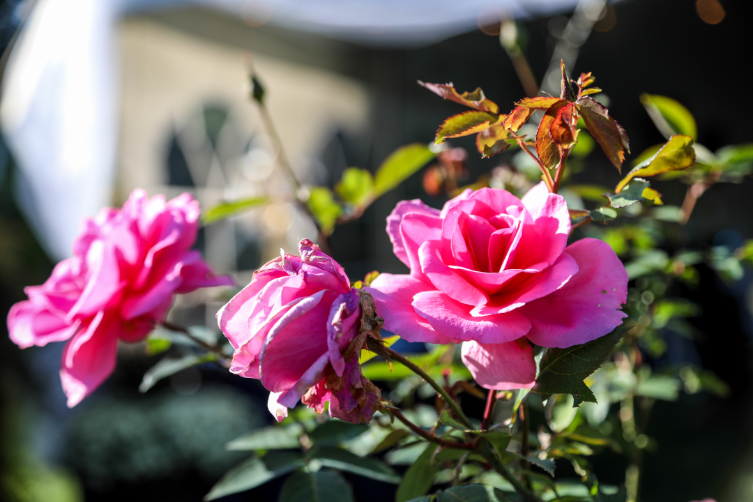 Three pink roses