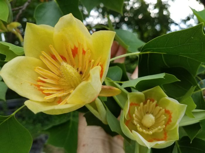 Flowers of a tulip tree