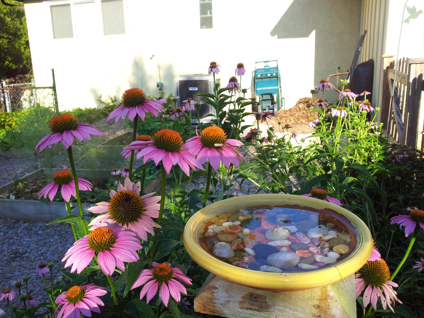 Purple coneflowers around a birdbath