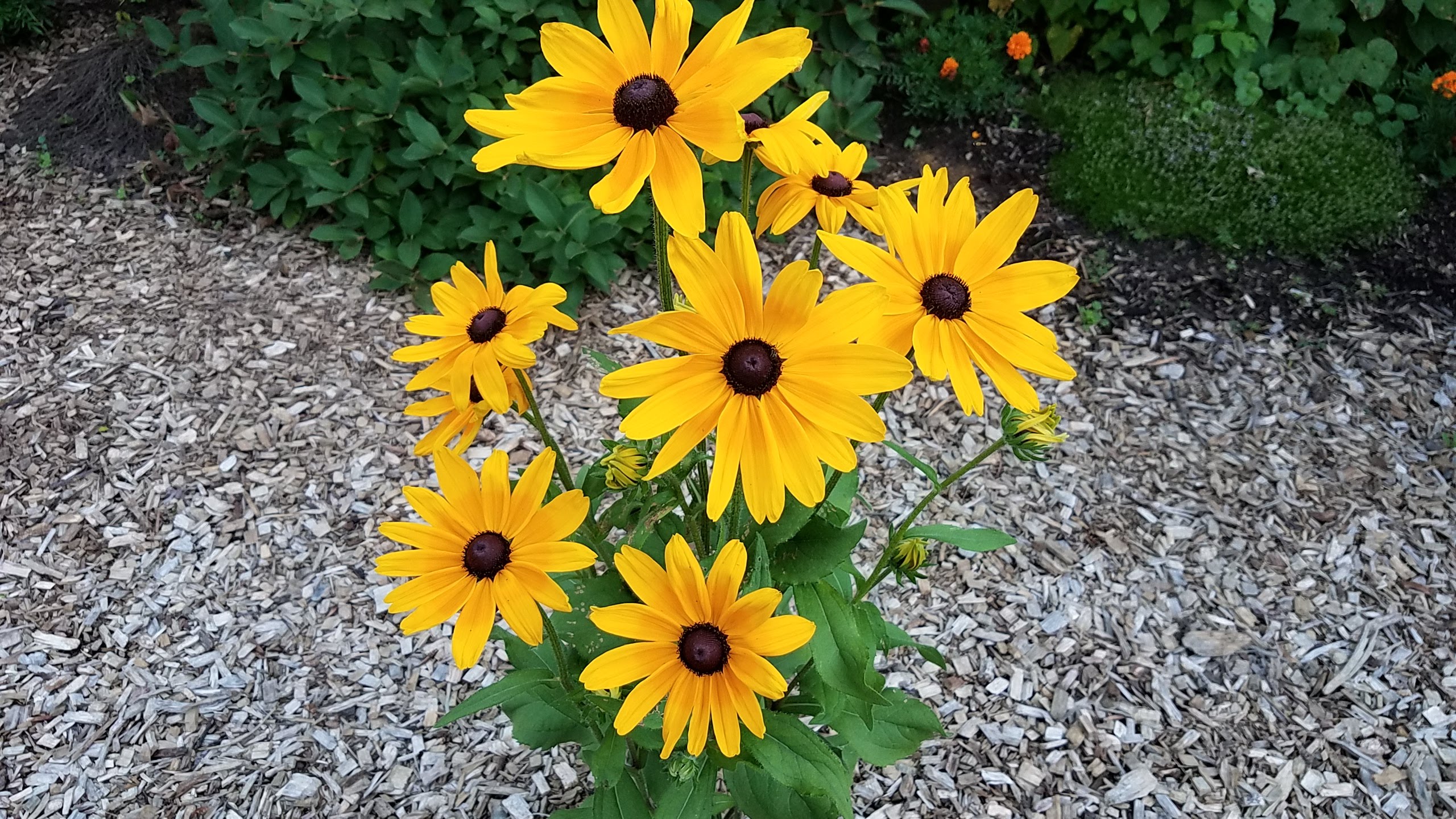 Black-eyed susans in flower