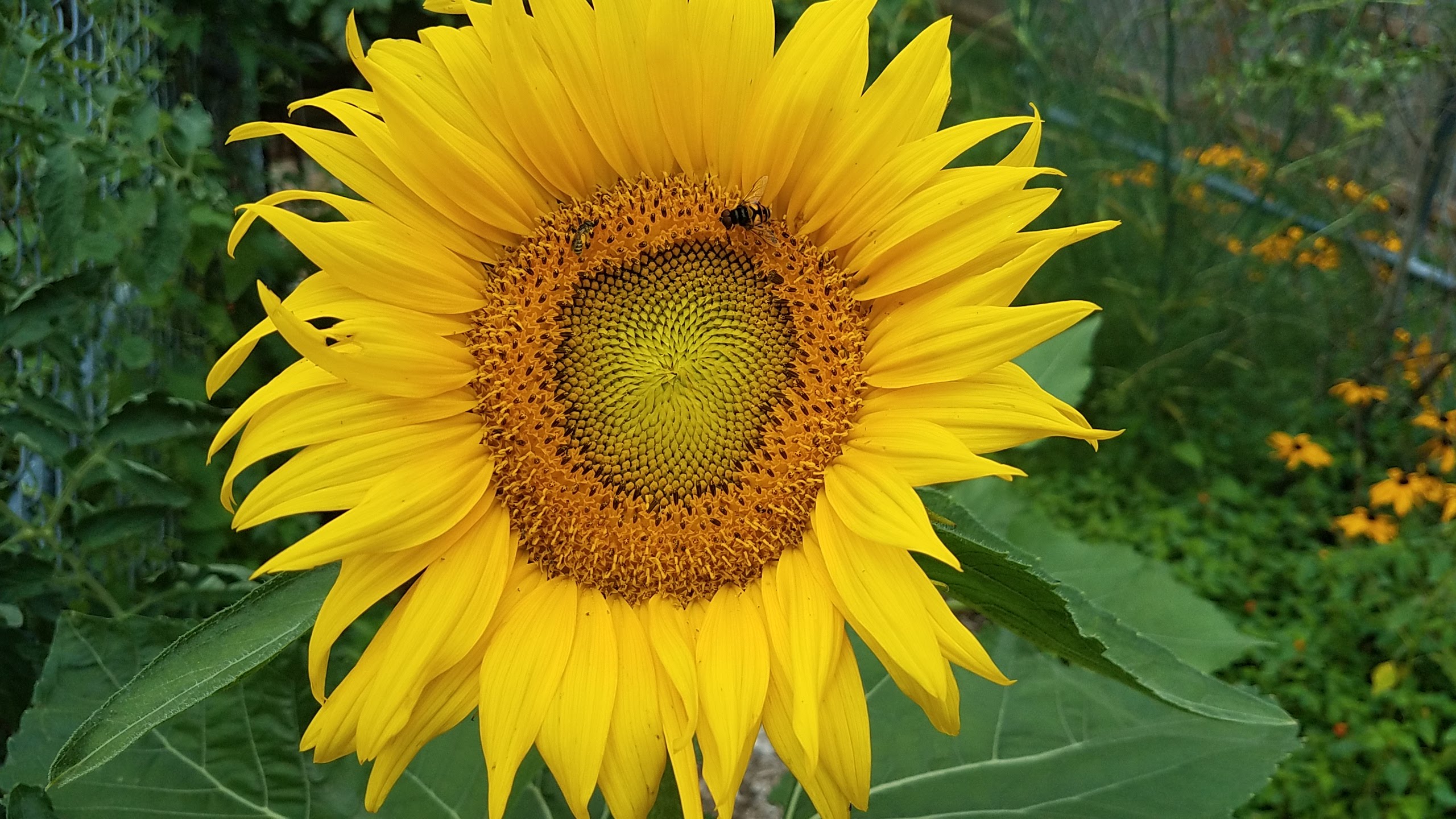 A large yellow sunflower