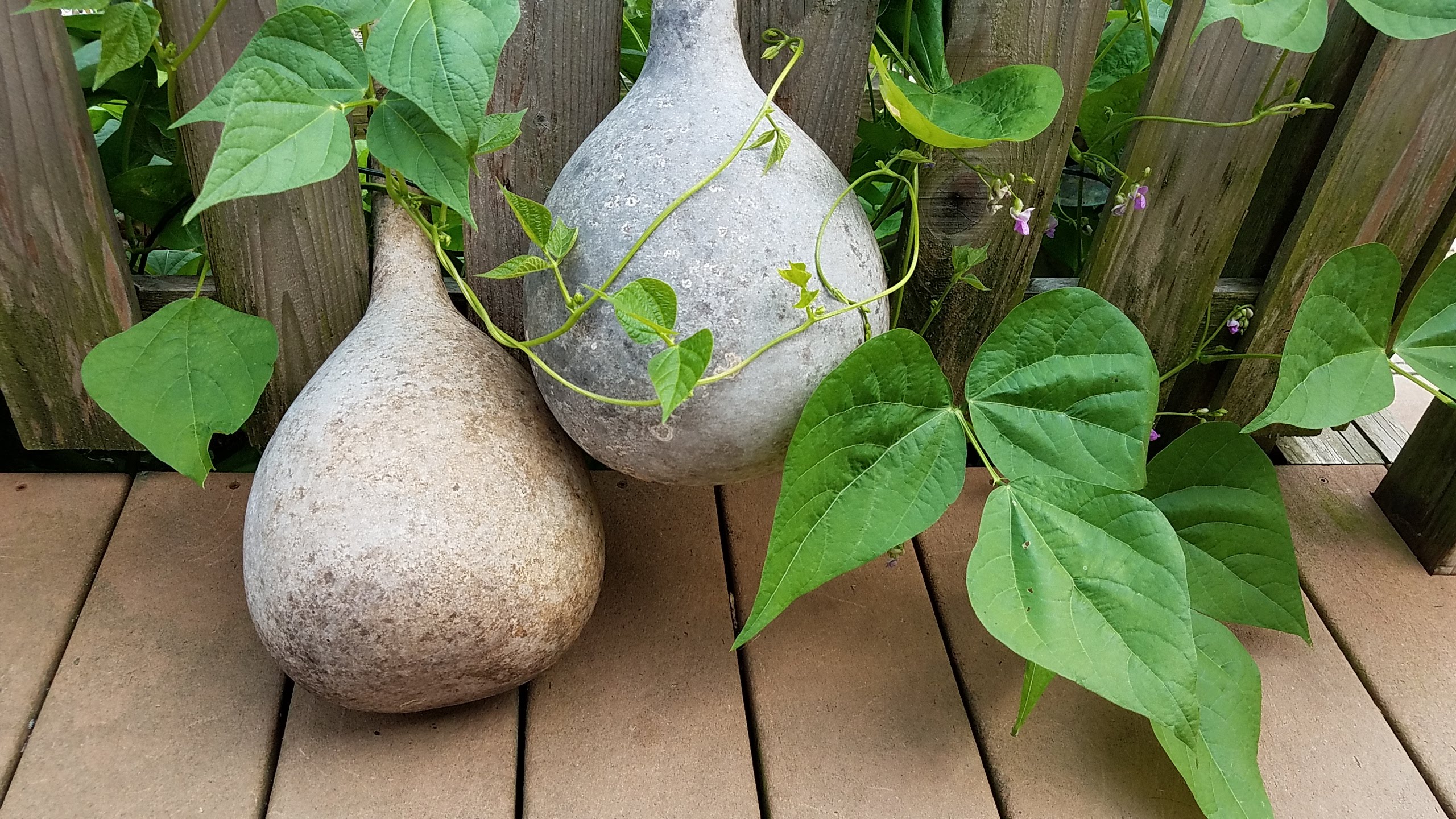 Two large gourds resting on a deck