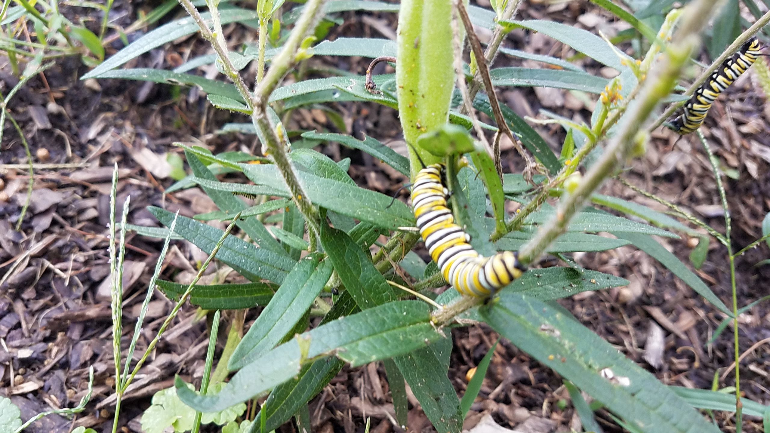 Monarch butterfly caterpillars