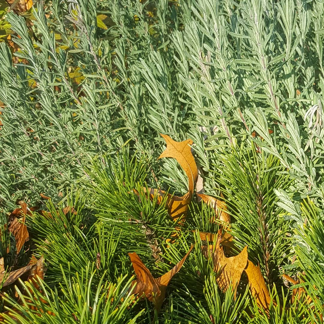 A lavender plant behind a small pine