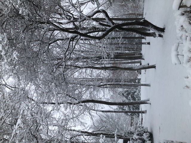 Trees in the snow