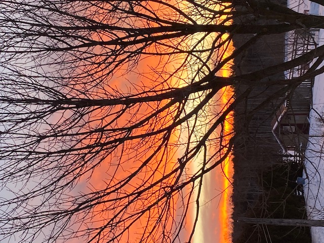 A sunrise as seen through the bare branches of a tree