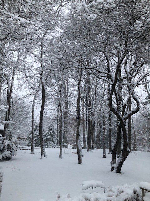 trees in winter