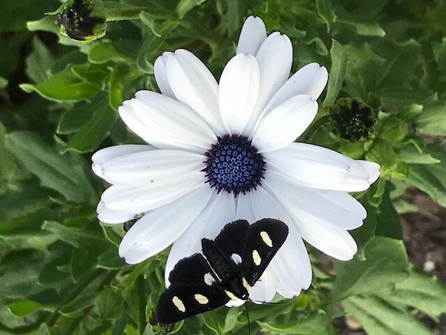 moth on African daisies