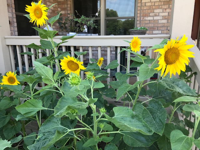 sunflowers