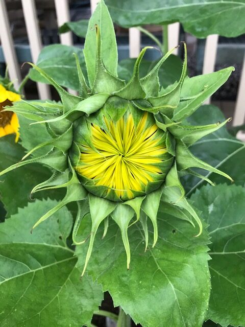 Sunflower about to bloom