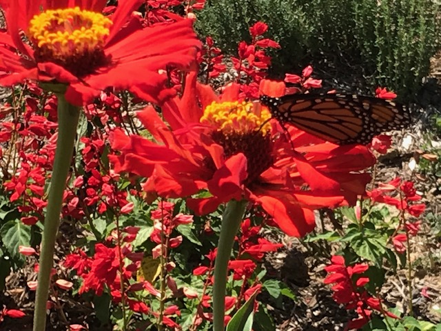 red zinnia