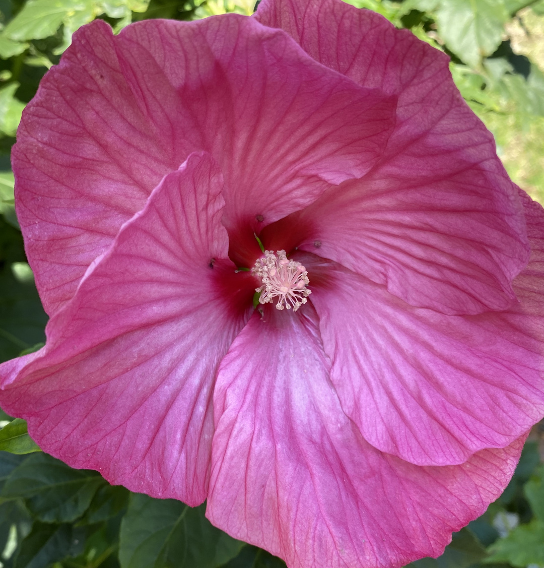 Hardy hibiscus bloom