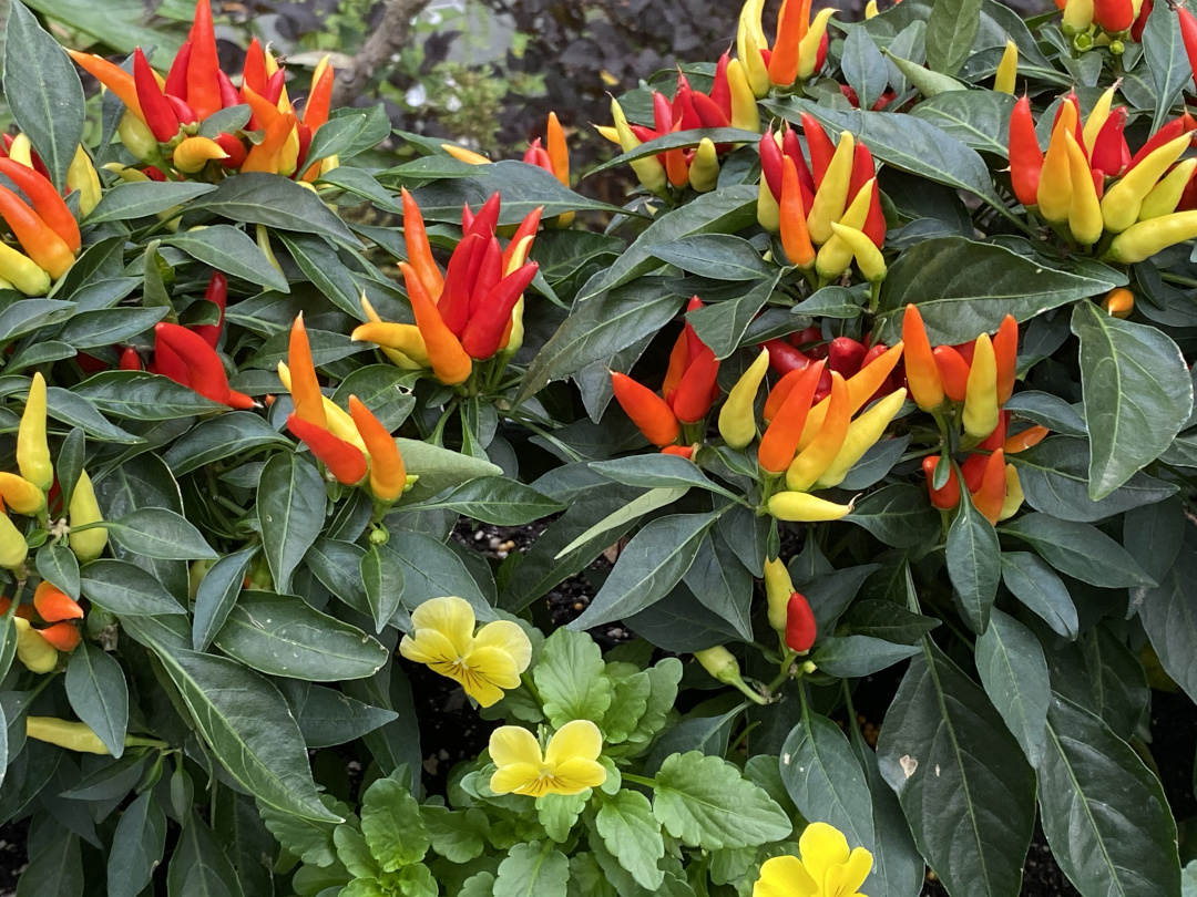 ornamental pepper