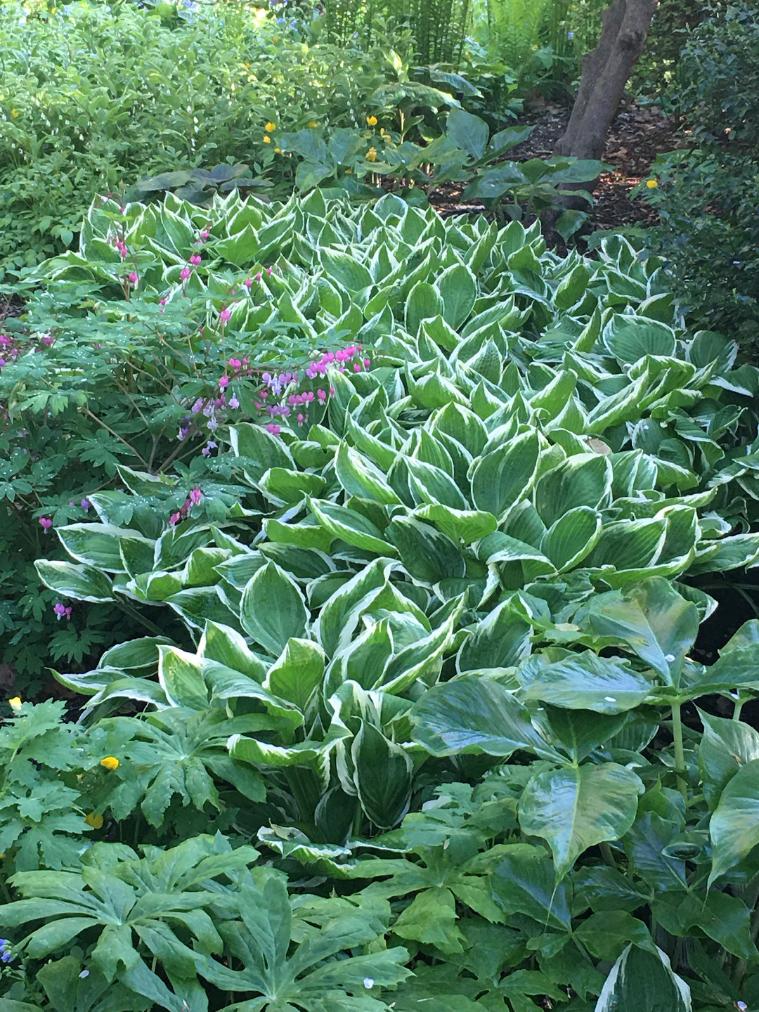 Hosta Francee