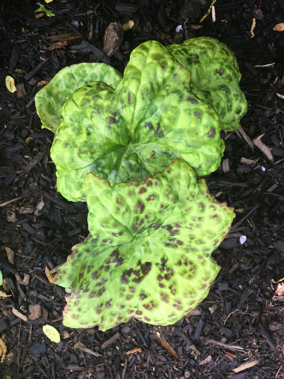 Asian mayapple