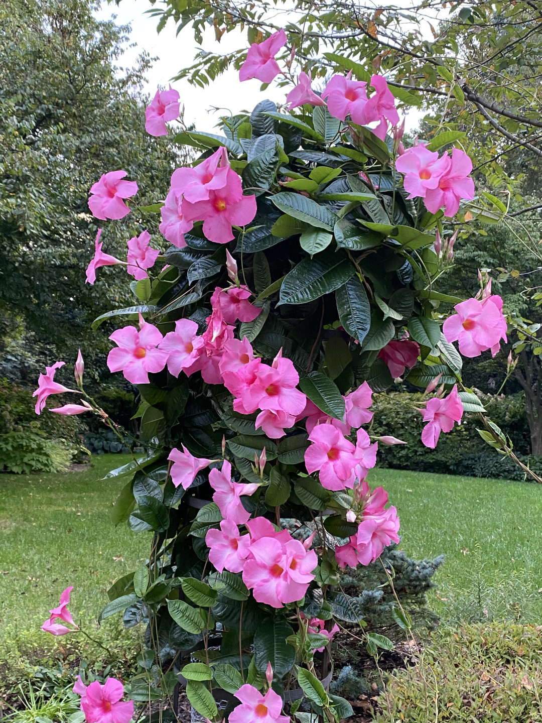 mandevilla