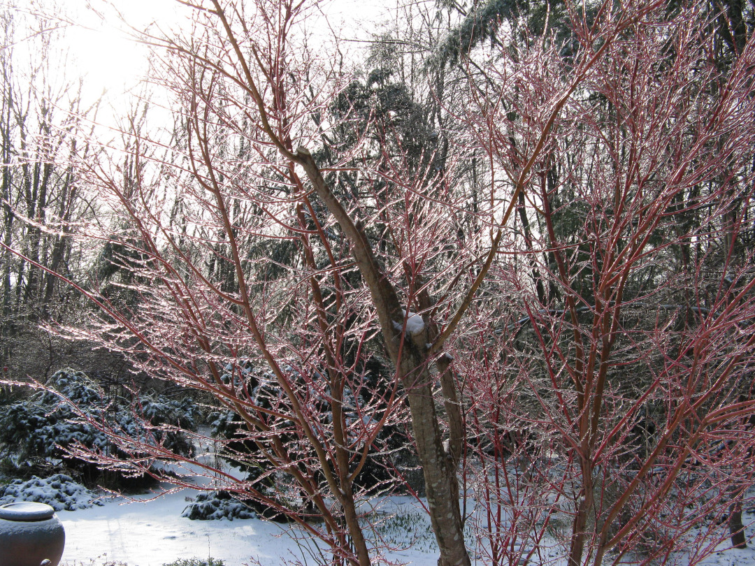 coral bark maple