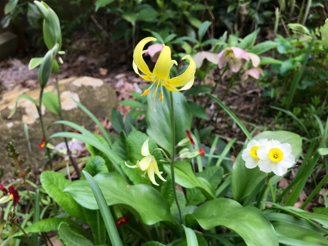 dog tooth violet