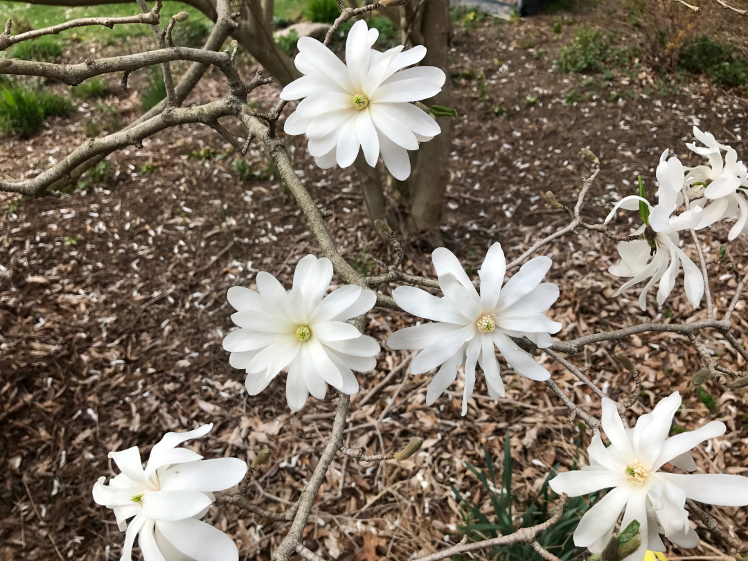 Star magnolia