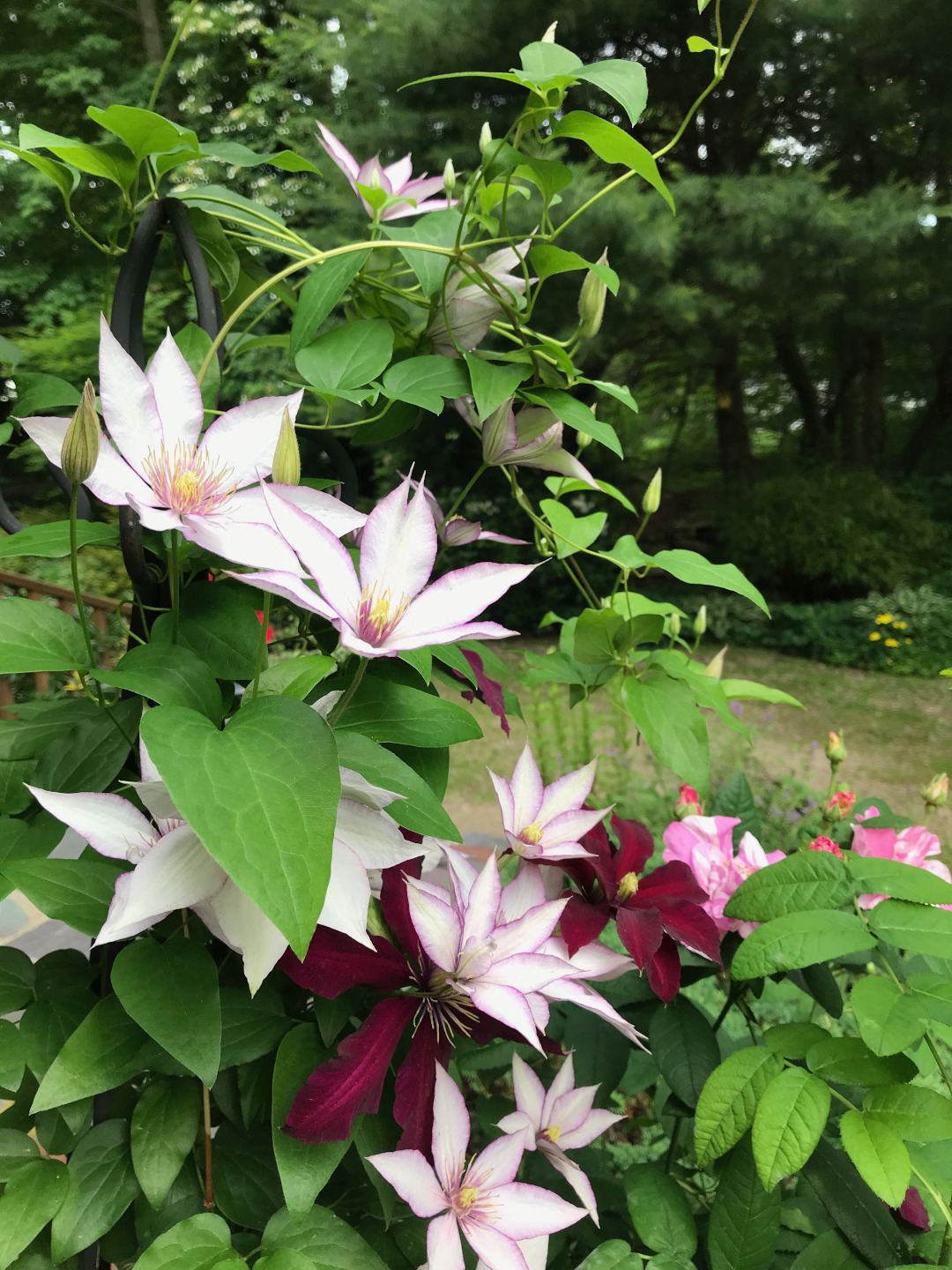 Clematis Niobe