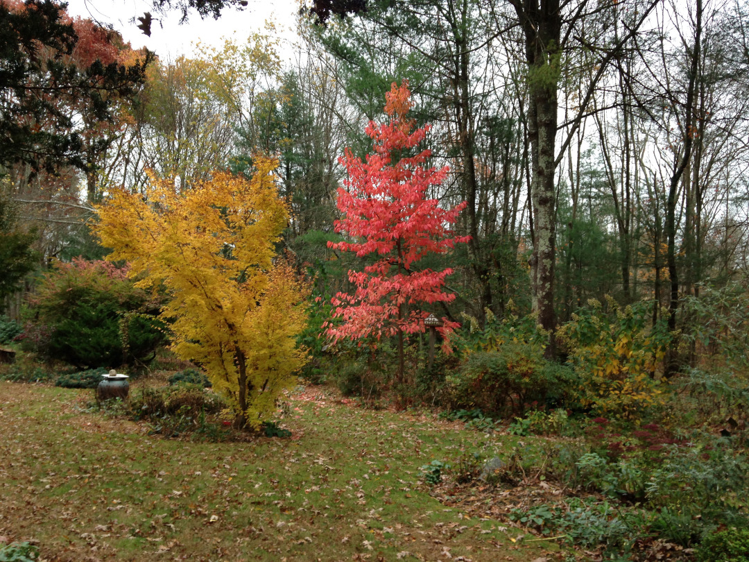 fall foliage