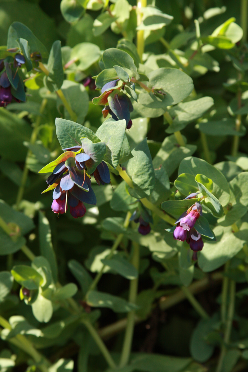 Interesting annual: Honeywort (Cerinthe major ‘Pupurescens’, annual)