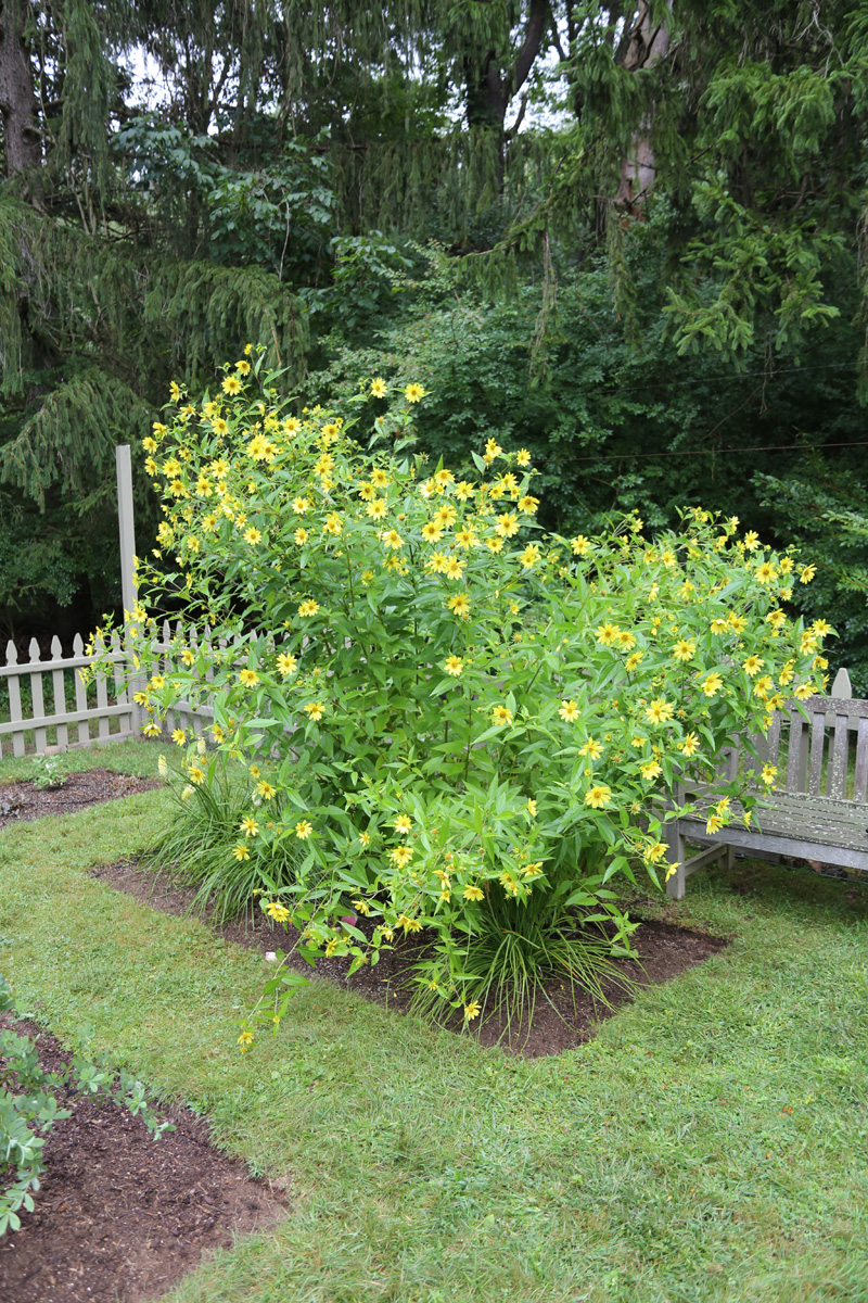 Great for the back of the border: ‘Lemon Queen’ perennial sunflower (Helianthus ‘Lemon Queen’, Zones 4-9)