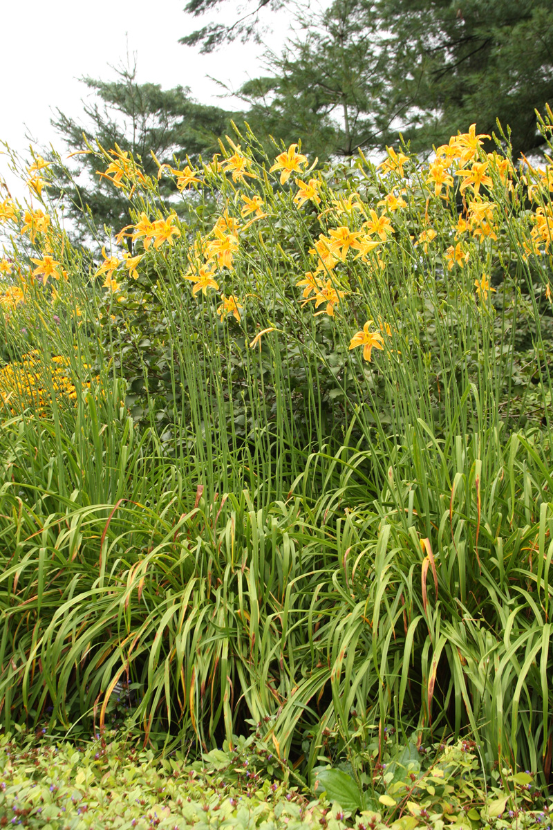 Another great option for the back of the border: ‘Autumn Minaret’ daylily (Hemerocallis ‘Autumn Minaret’, Zones 3-9)