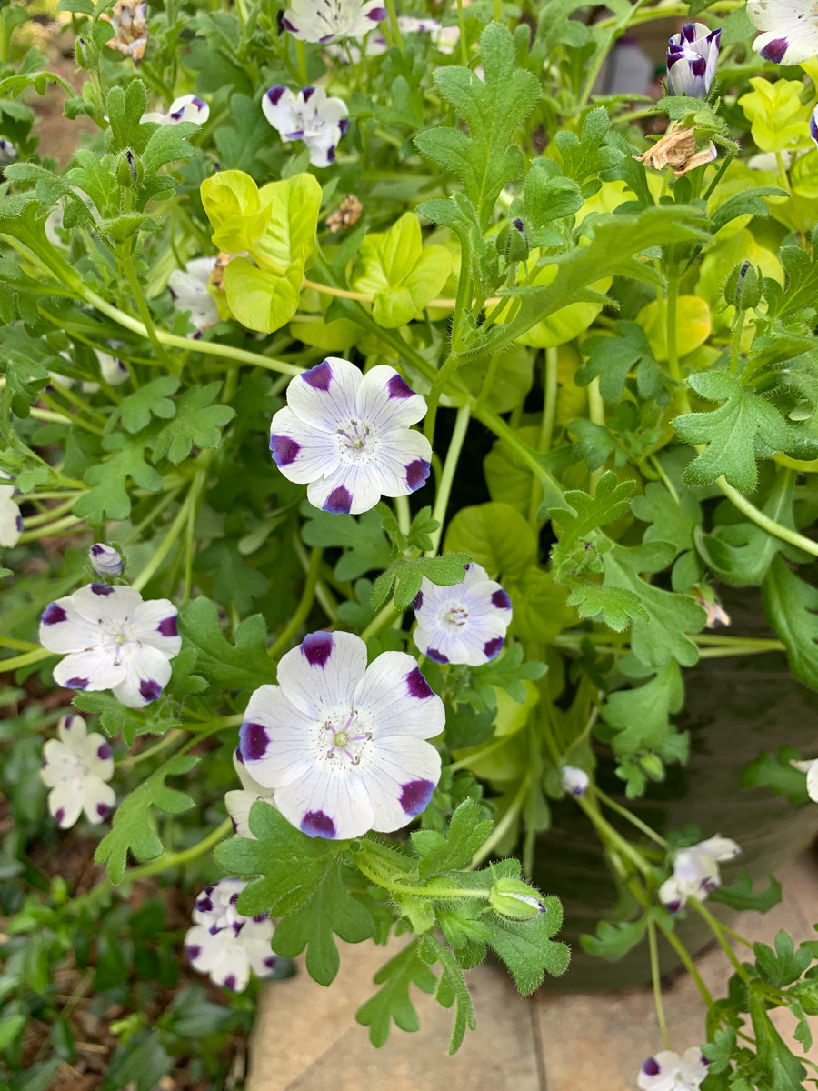 Interesting annual: Five spot (Nemophila maculata, annual)