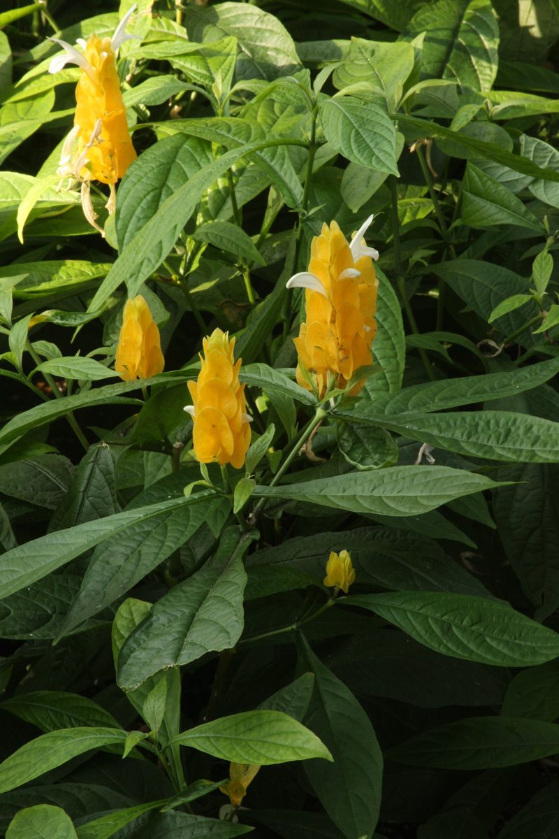 Interesting annual: Shrimp plant (Pachystachys lutea, annual)