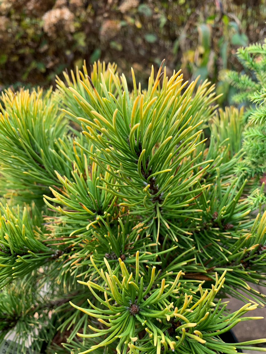 Get winter interest from ‘Carsten’s Wintergold’ pine (Pinus mugo ‘Carsten’s Wintergold’, Zones 2-7)