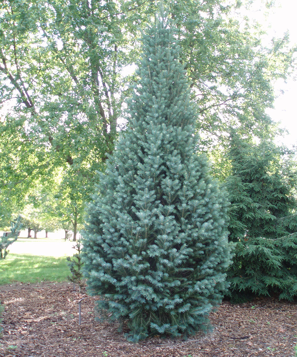 Columnar Blue Spruce Tree - Trees & Shrubs