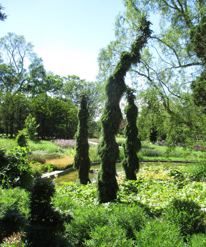 Pendula Bruns weeping Serbian spruce