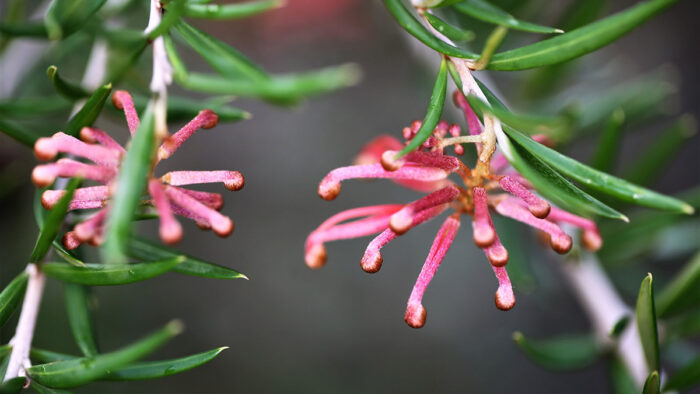 Juniper-leaf grevillea