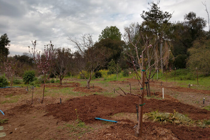 dormant fruit trees